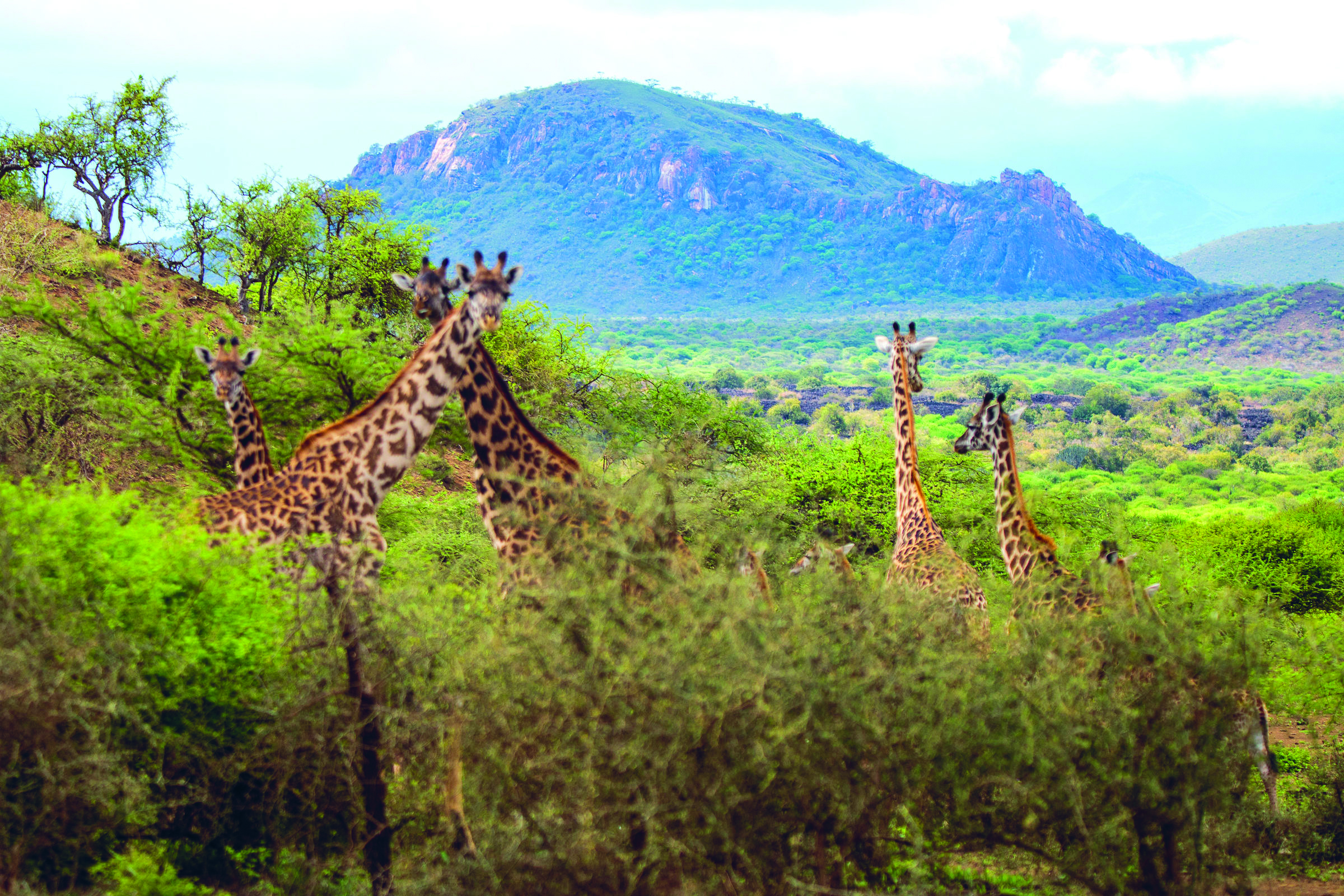 13 Kenya Wildlife & livestock-CMYK